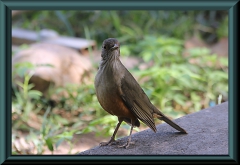 Rosttöpfer (Furnarius rufus)