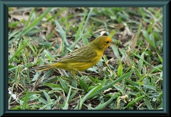 Safranammer (Sicalis flaveola)