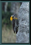 Feldspecht (Colaptes campestris)