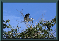 Cocoi-Reiher (Ardea cocoi)