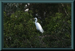 Silberreiher (Ardea alba)