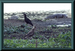 im Vordergrund: Schopfkarakara (Caracara plancus)