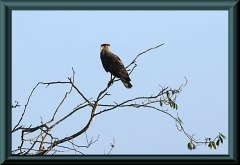 Schopfkarakara (Caracara plancus)