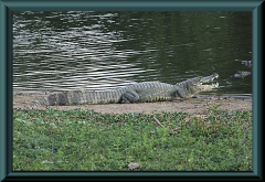Brasilien_2013_08632