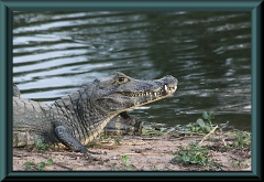 Brasilien_2013_08633