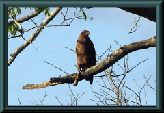 Savannenbussard (Heterospizias meridionalis)