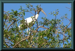 Waldstorch (Mycteria americana)