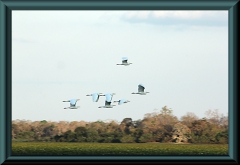 Brasilien_2013_08712