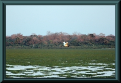 Jabiru (Jabiru mycteria)