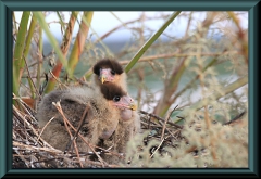 junge Schopfkarakara (Caracara plancus)