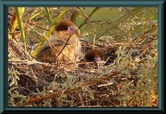 junge Schopfkarakara (Caracara plancus)