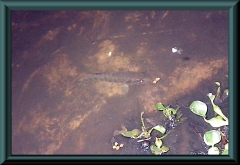 Brasilien_2013_08813