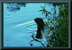 Riesenotter (Pteronura brasiliensis)