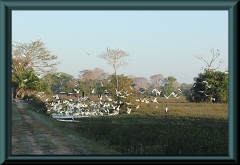 Brasilien_2013_09119