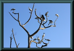 Brasilien_2013_09121