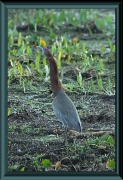 Blaureiher (Egretta caerulea)