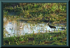 Stelzenläufer (Himatopus himantopus) (li) und Grüner Ibis (Mesembrinibis cayennensis) (re)