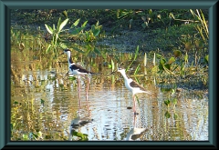 Stelzenläufer (Himatopus himantopus)