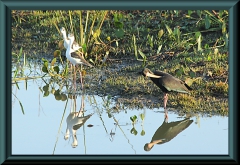 Stelzenläufer (Himatopus himantopus) (li) und Grüner Ibis (Mesembrinibis cayennensis) (re)