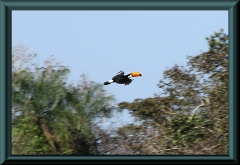 Riesentukan (Ramphastos toco)