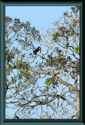 Riesentukan (Ramphastos toco)