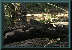 Brasilien_2013_09212