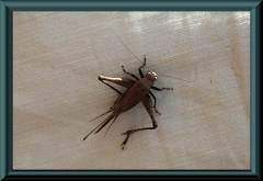 Brasilien_2013_09213