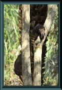 Nasenbär (Nasua nasua)