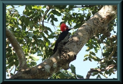 Schwarzkehlspecht (Campephilus melanoleucos)
