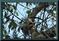 Brasilien_2013_09226