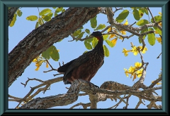 Rotbrustguan (Penelope ochrogaster)