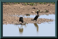 Brasilien_2013_09312