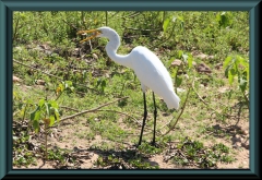 Silberreiher