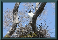 Jaribu-Storch