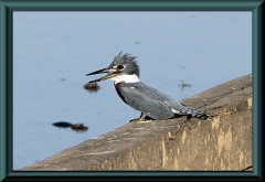 Rotbrustfischer (Megaceryle torquata)