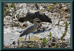 Brasilien_2013_09319