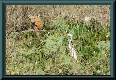 Sumpfhirsch (Blastocerus dichotomus)