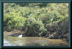 Brasilien_2013_09324