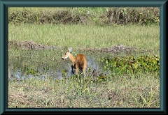 Brasilien_2013_09325