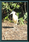 Kappenreiher (Pilherodius pileatus)