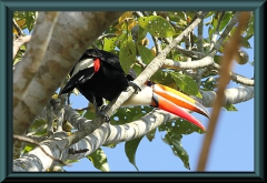 Riesentukan (Ramphastus toco)