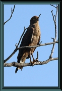 Savannenbussard (Heterospizias meridionalis)