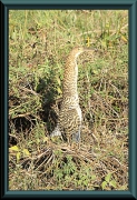 Tigerreiher / Streifenreiher (Tigrisoma fasciatum)