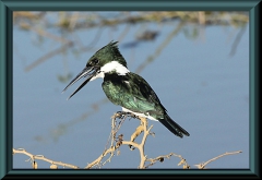 Amazonasfischer (Chloroceryle amazona)