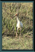 Maguaristorch (Ciconia maguari)