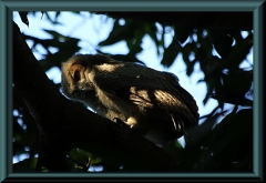 junger Virginiauhu (Bubo virginianus)