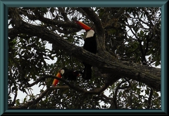 Riesentukan (Ramphastos toco)