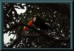 Riesentukan (Ramphastos toco)