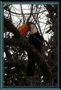 Riesentukan (Ramphastos toco)