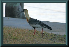 Weißhalsibis (Theristicus caudatus)